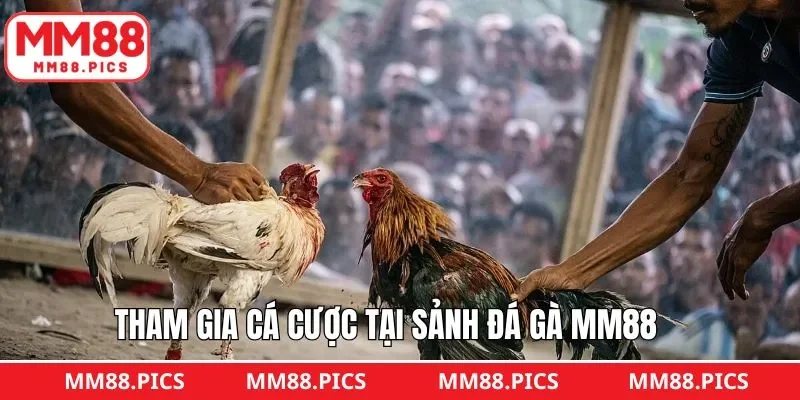 Quy trình tham gia đặt cược tại đá gà MM88