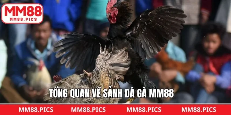 Giới thiệu đôi nét cơ bản về sảnh đá gà của MM88
